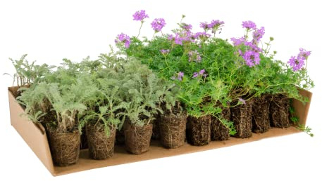 Prato Mix di Verbena hybrida e Achillea crithmifolia (x 6 mq di superficie, 60 piantine)