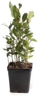 Laurel Planta Natural en Maceta Pequeña de 10cm de Diámetro Árbol Aromático Natural