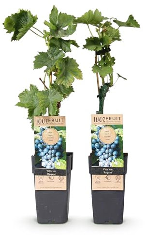 GreenboutiQ - Obstpflanze - Blaue Traube - Vitis vinifera Regent - 2 Pflanzen - Topf 15cm Höhe 50cm