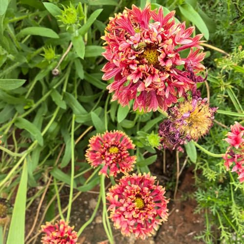 kokardenblumesamen für sonnige plätze kokardenblume winterharte kübelpflanzen 600pcs