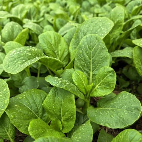 semillas de pak choi balcón mostaza china antiguas variedades en hortícolas decoración sala estar invernaderos 150pcs