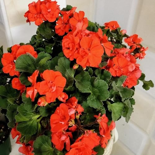 geranio de semillas jardín decoración silvestres balcón 350pcs