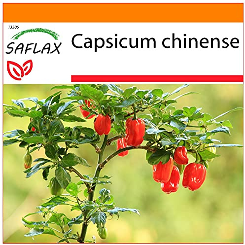 SAFLAX - Garden in the Bag - Chile habanero red antilles - 10 semillas - Con sustrato de cultivo en un sacchetto rigido fácil de manejar. - Capsicum chinense