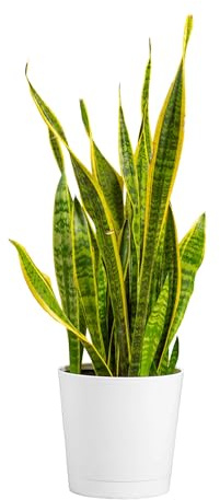 Costa Farms Snake Plant, Mother-in-Law's Tongue Live Plant in Decorative Pot, Large Easy to Maintain Indoor Succulent Houseplant, Assorted Variety, Home, Room, or Office Décor, 2-3 Feet Tall