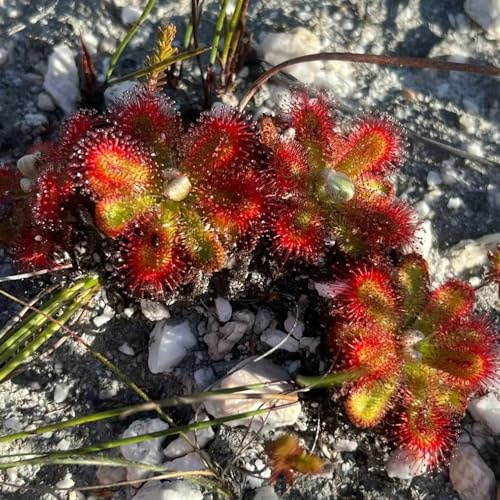 sonnentau blumensamen exotische zimmerpflanzen bodendecker winterhart mehrjährig winterharte stauden mehrjährig indoor kräutergarten blumensaat büropflanzen blumengarten hochbeet 400samen
