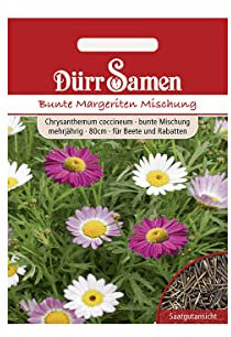 Dürr-Samen - Bunte Margeriten Bunte Mischungmehrjährig 80 cm Saatgut