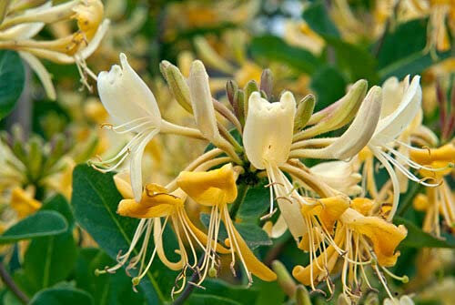 Carbeth Plants Lonicera Graham Thomas Scented Honeysuckle Plant - Fragrant Climbing Shrub with Creamy Yellow Flowers - Hardy Deciduous Garden Climber for Trellis, Walls & Pergolas