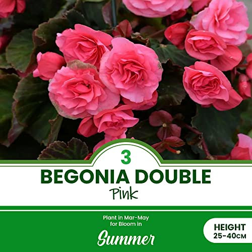 3 x Begonia Double Pink – Pink All Around – Perennial – Exotic Gardens and Cottages – Summer Flowering Bulbs – for Your Beautiful Garden