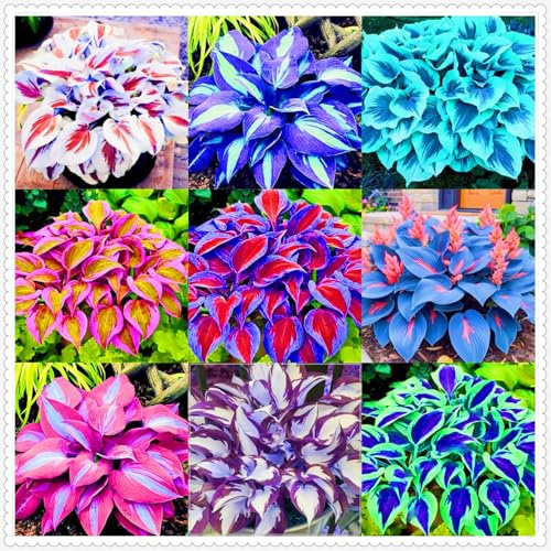 Winterharte mehrjährige Seltene Hosta Einfach zu Pflegen-4zwiebeln-b