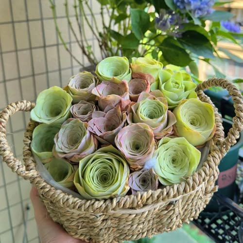 Sukkulenten - balkongewächshäuser nachhaltige produkte alte sorten zimmerpflanzen pflanzensamen grünpflanzen geschenke für gartenliebhaber 180Samen