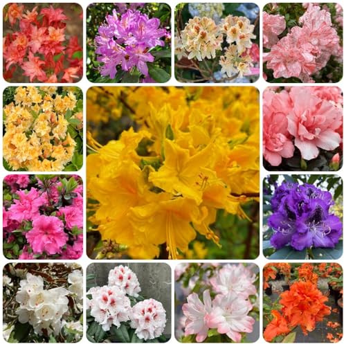 Semi di rododendro, resistenti per il giardino azalea resistenti, giardino, biologici decorazione del soggiorno, 450pcs