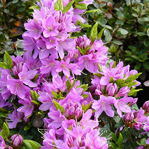 Thompson & Morgan Hardy Rhododendron 'Tit-Willow' Evergreen Flowering Shrub, Ideal for Patio Pots & Containers, Exotic, Woodland & Low Maintenance Gardens (1 x 3 Litre Pot)