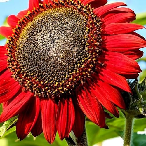 Sunflower Red Sun Tall - 100 Seeds + Plant tag + Freebie - Helianthus annuus - Annual Flower