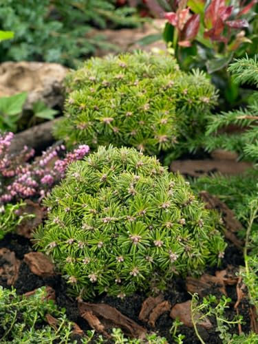 Abies koreana 'Nadelkissen' 40 cm – Immergrün, Winterhart, Pflegeleicht – Koreanische Tanne – Zwergkonifere für Kübel & kleine Gärten