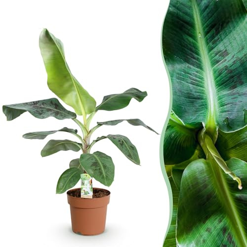 Green boutiQ - Zimmerpflanzen - Musa acuminata Dwarf Cavendisch - Bananenpflanze - Wenig Pflege - Grün - 1 Pflanze - Topf 21cm - Höhe 70-75cm