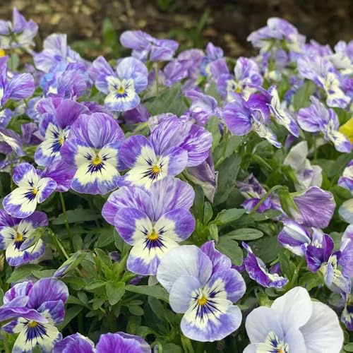 semillas de pensamiento balcón perennes semillas prado de perennes resistentes comprar cama elevada pasto jardín interior 500pcs