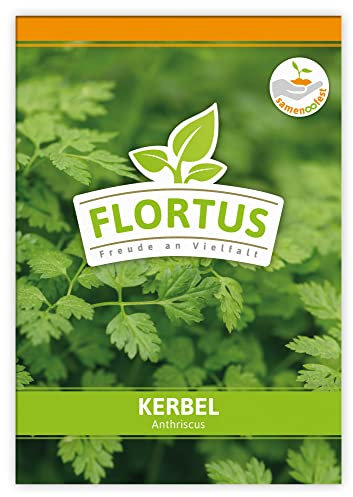 FLORTUS Kerbel | Kräutersamen | Kerbelsamen | Samen zur Anzucht für Garten, Balkon, Küche & Fensterbank