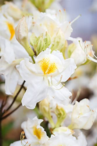 Rhododendron luteum 'Schneegold' 40–50 cm – Winterhart & Mehrjährig – Azalee – Zierstrauch für Garten & Beet