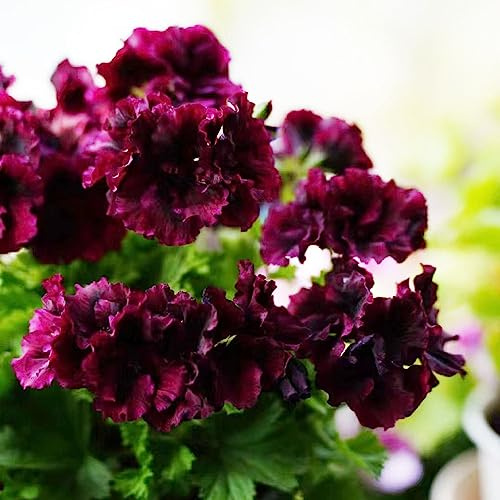 semi di geranio - selvatici perenni giardino resistenti appartamento 10pcs