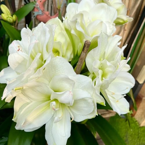 bulbi amaryllis riverdimento tetti Letti elevati per giardino decorazione balcone letti elevati ufficio letto 2pcs