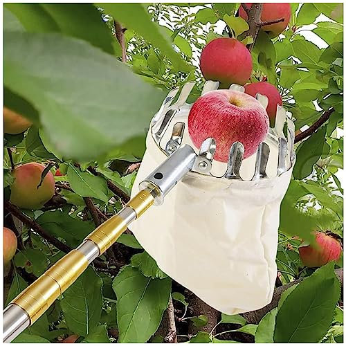 PJDDP Fruktplockarverktyg, 4M/13FT fruktfångare med tålig teleskopstång i rostfritt stål, lätt fruktsamlare för äpple Avokado Mango Päron Citronapelsin och mer frukt,Gold