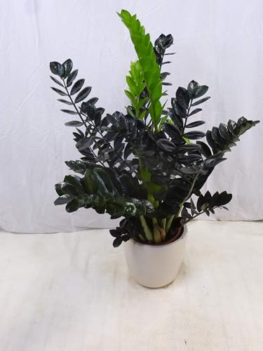 [Palmenlager] - Zamioculcas zamiifolia SUPER NOVA 80 cm - Pot 17 cm Ø - schwarze Glücksfeder - Zimmerpflanze - supernova