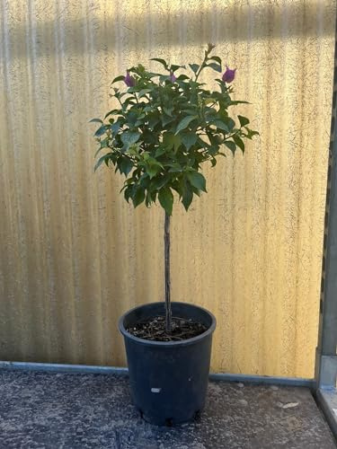 Bouganville Alberello, Piante in vaso 20cm, H60cm, Pianta vera Fiorita (Viola)