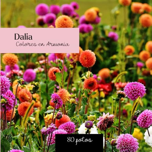 Dahlie : Farben in Harmonie: Dahlien-Fotobuch – 80 fesselnde Bilder der Blütenpracht