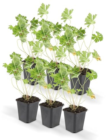Bodendecker - Storchschnabel - Geranium 'Rozanne' - 9cm Topf - Set mit 6 Pflanzen