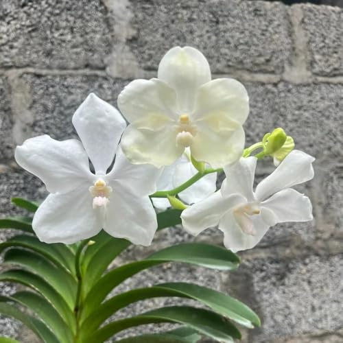 semi pendenti dell'orchidea Vanda, rialzate per giardini in resistenti esotiche 150pcs