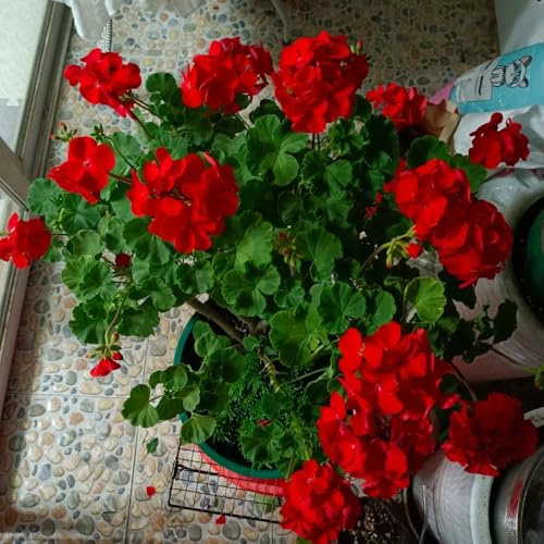 semillas de geranio pelargonium colgando, jardín, interior macizos, exóticas resistentes, para 50pcs