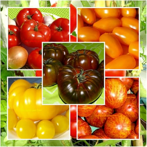 7 Sorten russische Tomaten Mix Mischung kältetolerant Tomatensamen Siberia Moskvich Azoychka ... 30 Samen von der-kleine-gaertner