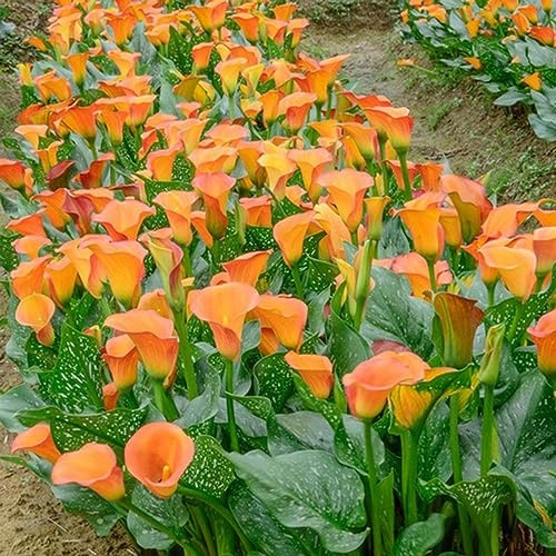 calle, Zantedeschia, tappezzante resistente giardino interno 2bulbi