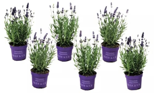 Plantas de Espliego Pack 6 Unidades Lavandula Plantas de Lavanda Naturales