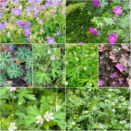 semillas de geranio de jardín semillas balcón resistentes balcón con camas elevadas silvestres resistentes geranio 100pcs