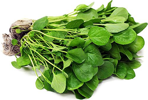 Watercress Nasturtium officinale 6000 Seeds