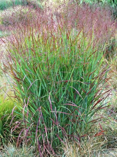 Perennial Farm Marketplace Panicum v. 'Shenandoah' (Red Switchgrass) Ornamental Grass, Size-#2 Container, Bright Burgundy Foliage with Reddish-Pink Panicles