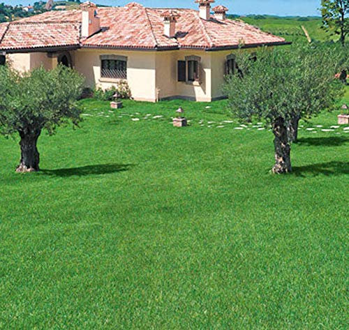 Semi per PRATO IN PIENO SOLE - Sementi - 1 Kg per circa 40 metri quadri