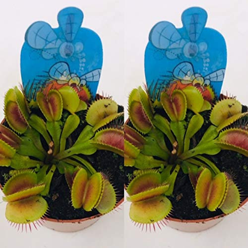 2 x Venus Fly Trap Plants in 9cm Pots - Dionaea muscipula - Venus Flytrap