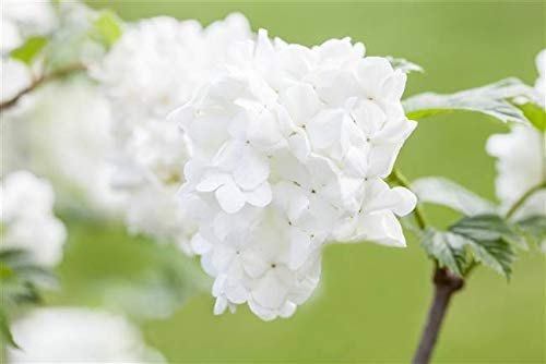 Viburnum plicatum 'Summer Snowflake' 30–40 cm – Winterhart, Mehrjährig, Pflegeleicht – Japanischer Schneeball – Zierstrauch für Garten & Vorgarten
