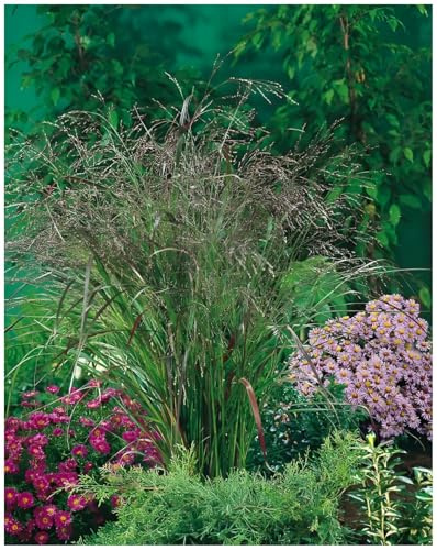 Stauden Gänge 1 x Panicum virgatum 'Warrior' Rutenhirse winterhart | Hohes Ziergras für Sonne, Blüte August bis Oktober, mehrjährig, 1 L Topf (11x11 cm)