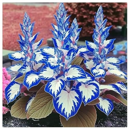 Blumenzwiebel Mix, Winterhart zwiebeln, Winterhart pflanzen, Mehrjährige Blumenzwiebel ist winterhart, Mysteriöse magische Glühbirne-4 Pflanzen Funken Hosta Rhizom