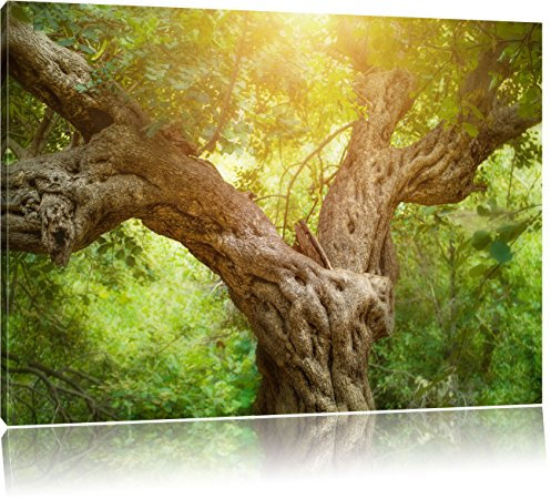 Pixxprint Mächtiger Baum im Wald, Größe: 120x80cm, Leinwandbild, fertig gespannt, Wandbild, Dekoration, Kunstdruck, kein Poster