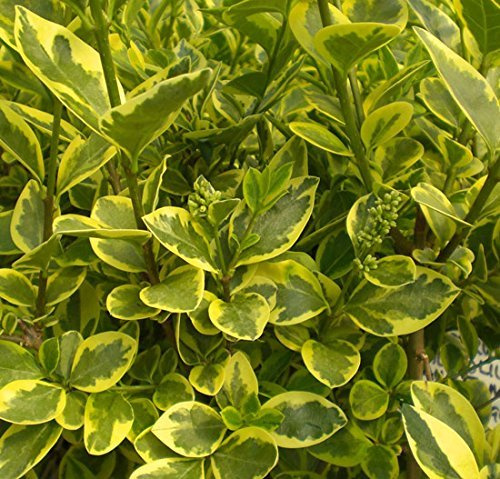 Ligustrum ovalifolium 'Aureum' Bare Root x 1