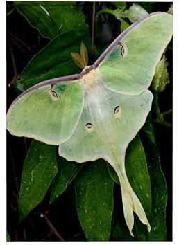 3dRose Luna Moth on Carnaby Clematis, Clematis sp, Marion Co. IL 15x22 Hand Towel