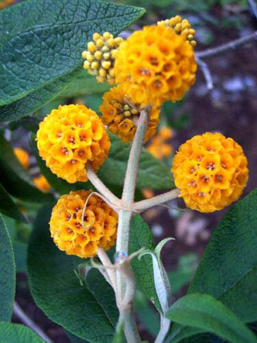 10 PALLINE ARANCIONE ARBRE/BEURRE D'OR Buddleja Globosa Graines de fleurs d'arbuste