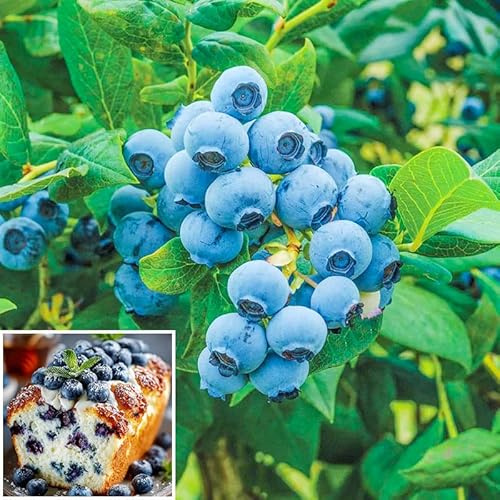 520+ Blueberry Seeds for Planting -Non GMO Seeds Plant in Home Garden-Sweet and Juicy