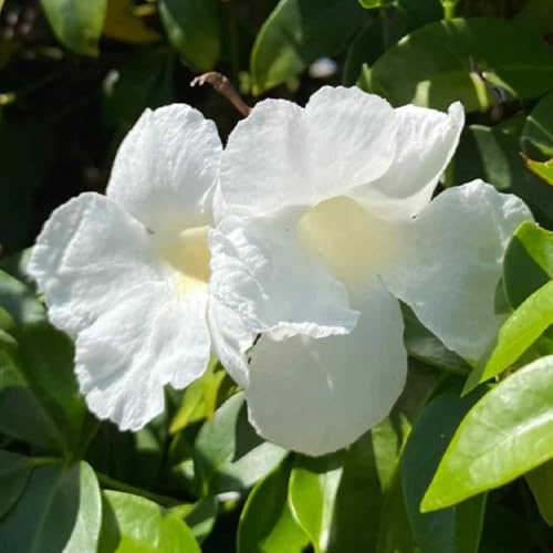 trompetenblume blumenbeet balkon gartenkräuter blumengarten winterharte stauden für pralle sonne mehrjährige stauden winterhart winterharte balkonpflanzen schnittblumen klettertrompete 60samen