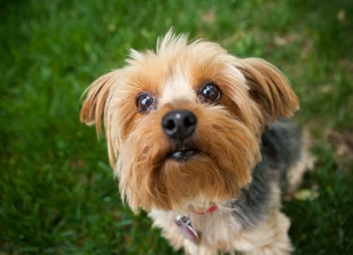 Jigsaw Puzzle 1000 Pieces YORKSHIRE TERRIER DOG GLOSSY POSTER PICTURE PHOTO PRINT small england Family Fun Jigsaws Puzzles 1000 Pieces for Adults Gifts Challenging Puzzle Games