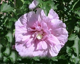 Hibiskus lavendelfarbene Blüte Roseneibisch Lavender Chiffon Hibiscus syriacus Lavender Chiffon Containerware 40-60 cm